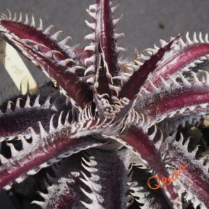 Dyckia ML var. estevesii Bill Baker Clone x Bangkok Star