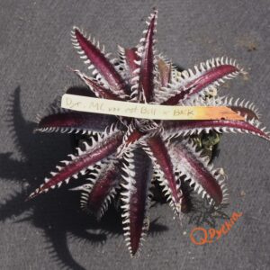 Dyckia ML var. estevesii Bill Baker Clone x Bangkok Star