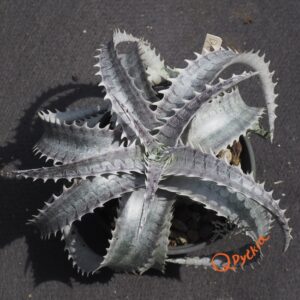 Dyckia ML Super Wide Leaf F1