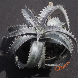 Dyckia ML Super Wide Leaf F1