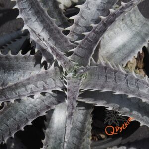 Dyckia ML Super Wide Leaf F1