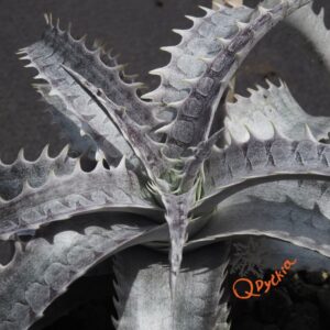 Dyckia ML Super Wide Leaf F1