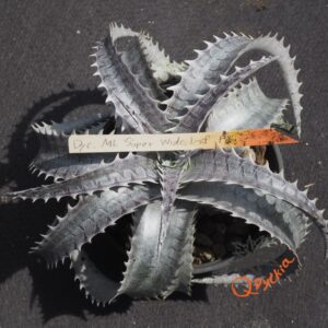 Dyckia ML Super Wide Leaf F1