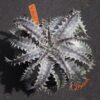 Dyckia goehringii Brazilian Clone F1