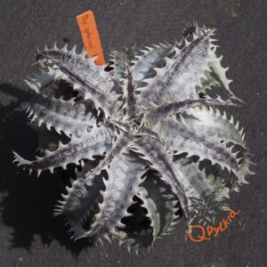 Dyckia goehringii Brazilian Clone F1