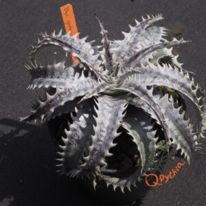 Dyckia goehringii Brazilian Clone F1
