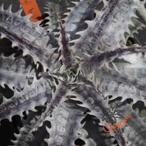 Dyckia goehringii Brazilian Clone F1