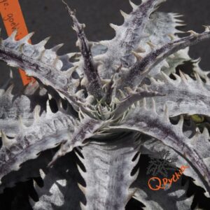 Dyckia goehringii Brazilian Clone F1