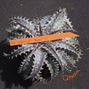 Dyckia goehringii Brazilian Clone F1