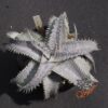 Dyckia Hok Master x ML var. estevesii Bill Baker Clone