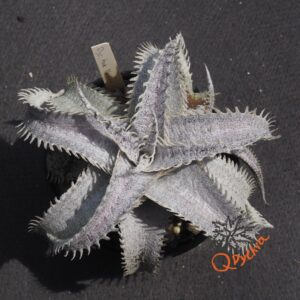 Dyckia Hok Master x ML var. estevesii Bill Baker Clone