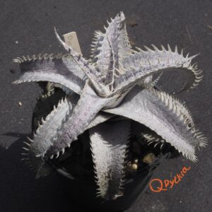 Dyckia Hok Master x ML var. estevesii Bill Baker Clone