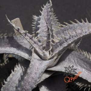 Dyckia Hok Master x ML var. estevesii Bill Baker Clone