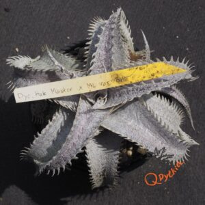 Dyckia Hok Master x ML var. estevesii Bill Baker Clone