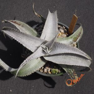 Dyckia ML #05