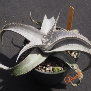Dyckia ML #05