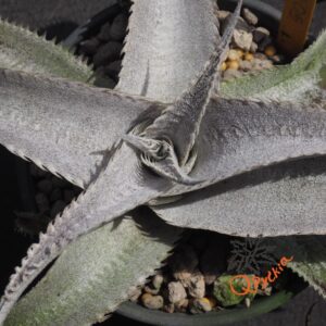Dyckia ML #05