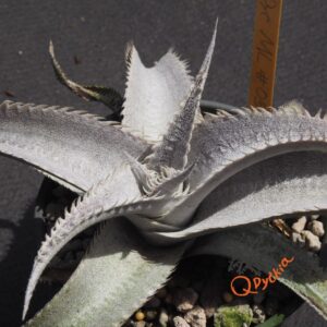 Dyckia ML #05