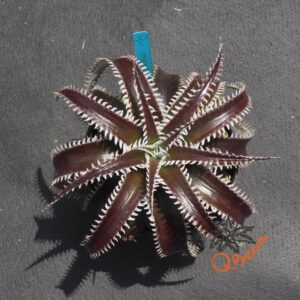 Dyckia HU-5 x Red Lotus