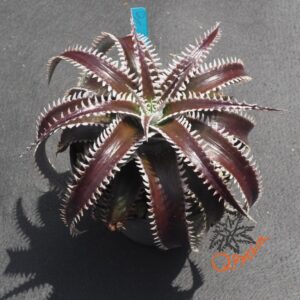 Dyckia HU-5 x Red Lotus