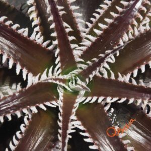 Dyckia HU-5 x Red Lotus