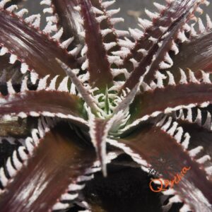 Dyckia HU-5 x Red Lotus