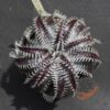Dyckia ML var estevesii Bill Baker Clone x Bangkok Star