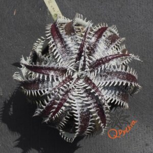 Dyckia ML var estevesii Bill Baker Clone x Bangkok Star
