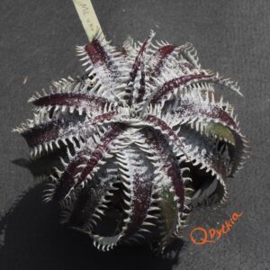 Dyckia ML var estevesii Bill Baker Clone x Bangkok Star