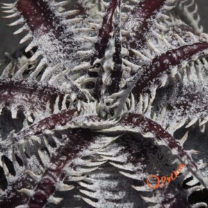 Dyckia ML var estevesii Bill Baker Clone x Bangkok Star