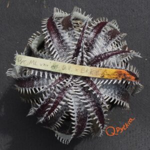 Dyckia ML var estevesii Bill Baker Clone x Bangkok Star