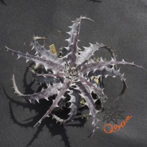 Dyckia goehringii New Form F1