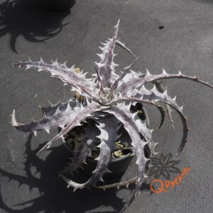 Dyckia goehringii New Form F1