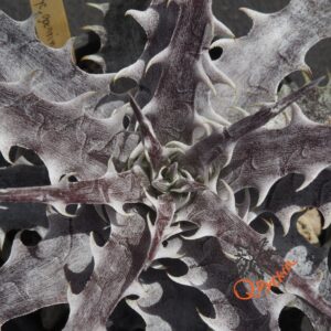 Dyckia goehringii New Form F1