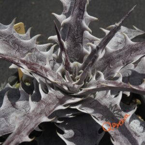 Dyckia goehringii New Form F1