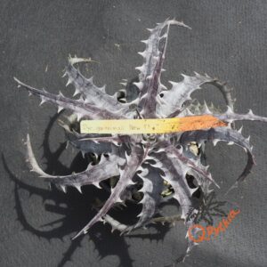 Dyckia goehringii New Form F1