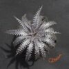 Dyckia (Toothy x Richard Kaz) x dawsonii Hybrid Purple Red Silver (Copy)