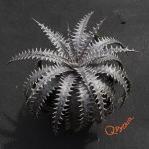 Dyckia (Toothy x Richard Kaz) x dawsonii Hybrid Purple Red Silver (Copy)