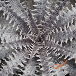 Dyckia (Toothy x Richard Kaz) x dawsonii Hybrid Purple Red Silver