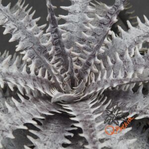Dyckia (Toothy x Richard Kaz) x dawsonii Hybrid Purple Red Silver (Copy)