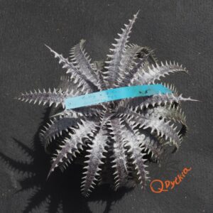 Dyckia (Toothy x Richard Kaz) x dawsonii Hybrid Purple Red Silver