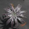 Dyckia goehringii Red Clone x Mercury