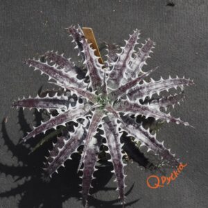 Dyckia goehringii Red Clone x Mercury