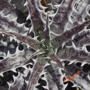 Dyckia goehringii Red Clone x Mercury