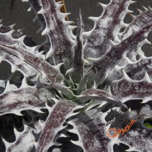 Dyckia goehringii Red Clone x Mercury