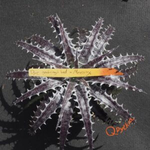 Dyckia goehringii Red Clone x Mercury