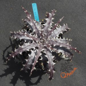 Dyckia ML Red Clone x goehringii New Form