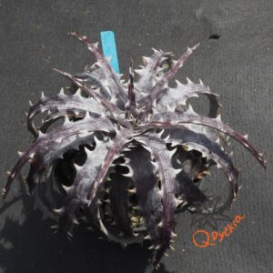 Dyckia ML Red Clone x goehringii New Form