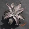 Dyckia ML var estevesii Bill Baker Clone F1