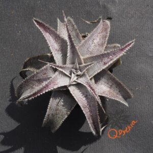Dyckia ML var estevesii Bill Baker Clone F1